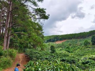 Đất hiếm di linh 100m mặt suối, 200m mặt tiền giáp rừng thông, suối đầu nguồn làng thiền sinh thái