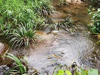 Sở hữu lô đất 3 trong 1 view suối đầu nguồn rừng thông cà phê xanh mướt giữa di linh, mát lạnh