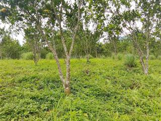 Tách bán 5000m trên đất sẵn vườn bưởi đất bằng phẳng view núi non. giá chỉ vài trăm nghìn/m2
