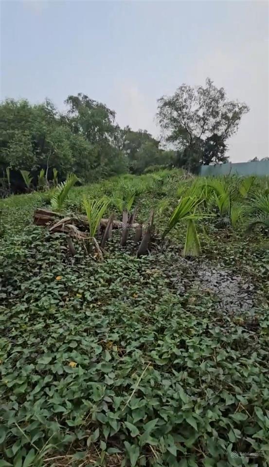 Đất sau lưng chợ phú thuận diện tích 20 x 50m công nhận 938 m2 giá 15 tỷ