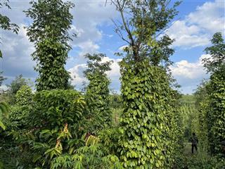 Bán 4 lô đất tại quảng thành, đắc nông, giá f0 + mua là lời