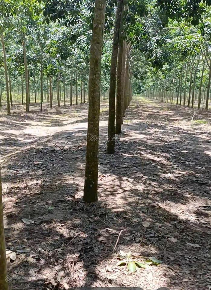 Bán 167ha đất xã tân thắng, hàm tân, bình thuận giá 2,5 tỷ/ha