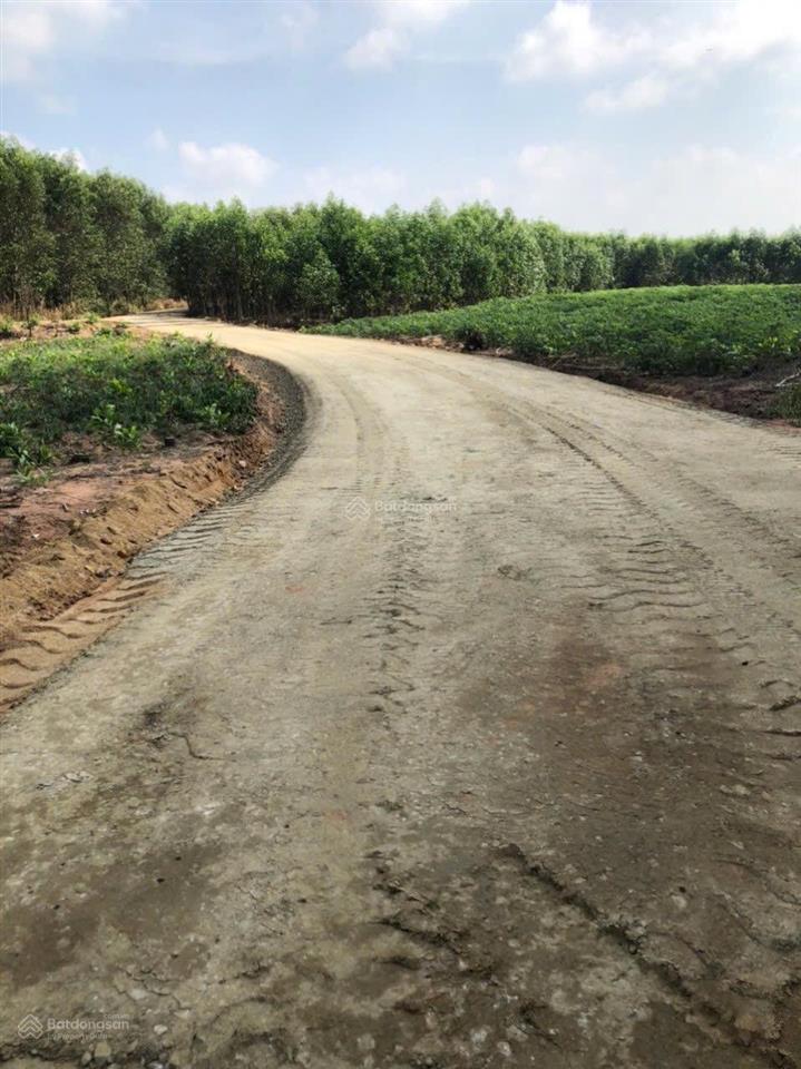 Bán 167ha đất xã tân thắng, hàm tân, bình thuận giá 2,5 tỷ/ha