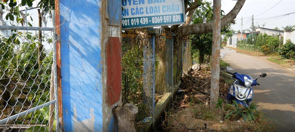 Bán 2001 m2 đất vườn, mặt tiền lộ dal. xã vĩnh thành, chợ lách, bến tre