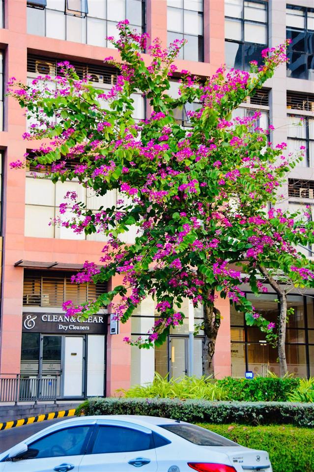 Căn 2pn 1wc giá 6, x tỷ the sun avenue view sông sẵn hđ thuê 15tr/1 tháng