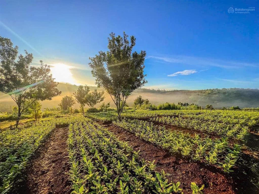 Bán villa săn mây 580,2m2 ngay dt 725 dốc đan mạch bức tường hoa dã quỳ, cầu lộc ngãi, bảo lâm