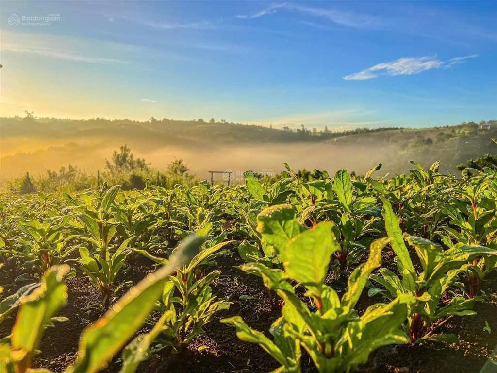 Bán villa săn mây 580,2m2 ngay dt 725 dốc đan mạch bức tường hoa dã quỳ, cầu lộc ngãi, bảo lâm