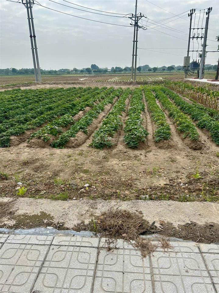 Chính chủ bán đất đấu giá cống đầm mai trang cực đẹp, đại xuyên phú xuyên