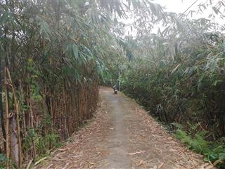 Bán lô đất vườn hoà phú, sát đường nam kỳ khởi nghĩa giá siêu rẻ