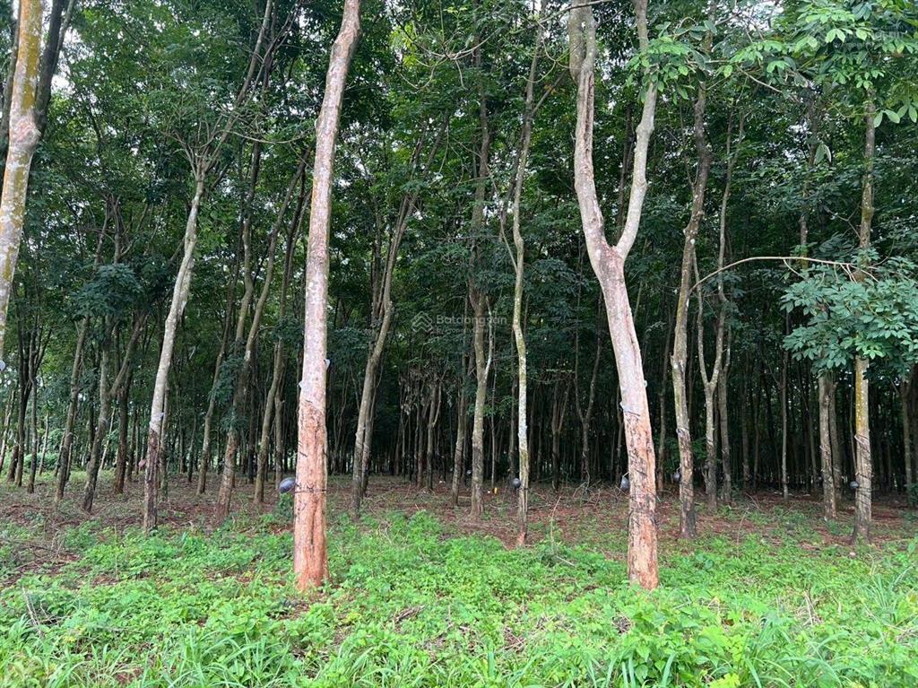 Chính chủ cần bán 4.000m2 tại xã minh tâm có sẵn 700m thổ cư giá chỉ 2,7 tỷ. hớn quản bình phước