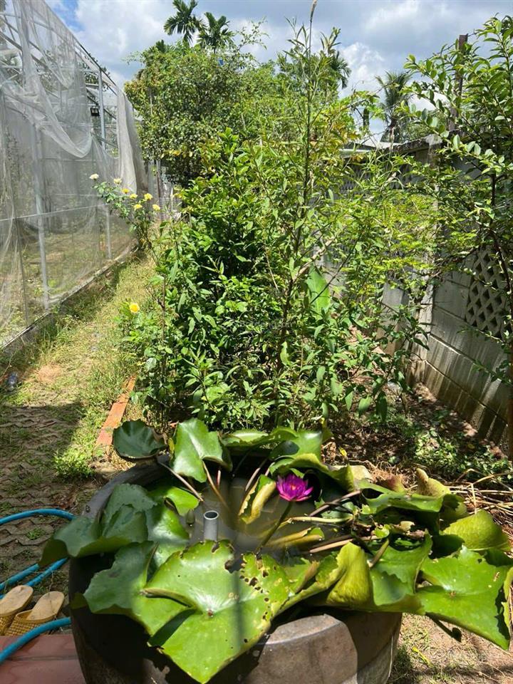 Nhà gỗ 3 gian khu nghỉ dưỡng 6.50m x 34m  phường phú thọ, tdm, gần đường vành đai 3