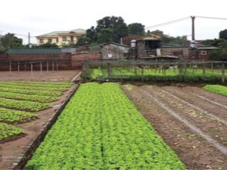 Bán đất sài sơn, quốc oai, dt sđ 200m2, mt 5m, đường ô tô vào, sát đường 40m sắp mở