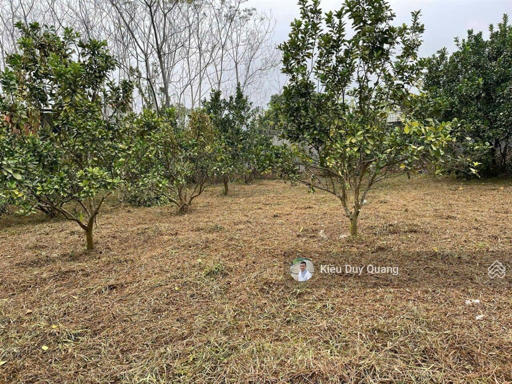 2977.5m2 có 400m2 thổ cư tại vĩnh tiến, kim bôi. mt 64m2 chia lô đẹp. 0962 783 ***