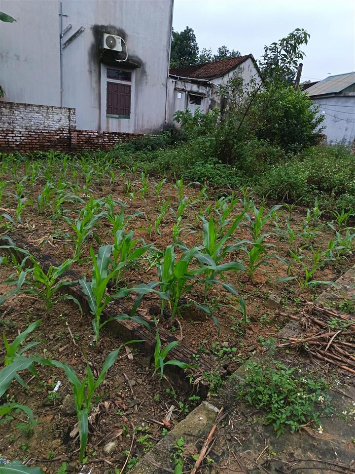 Hàng hiếm chỉ còn 1 lô giá 1,9 tỷ, 60m2 tại khu công nghệ cao hòa lạc.  0962 783 ***