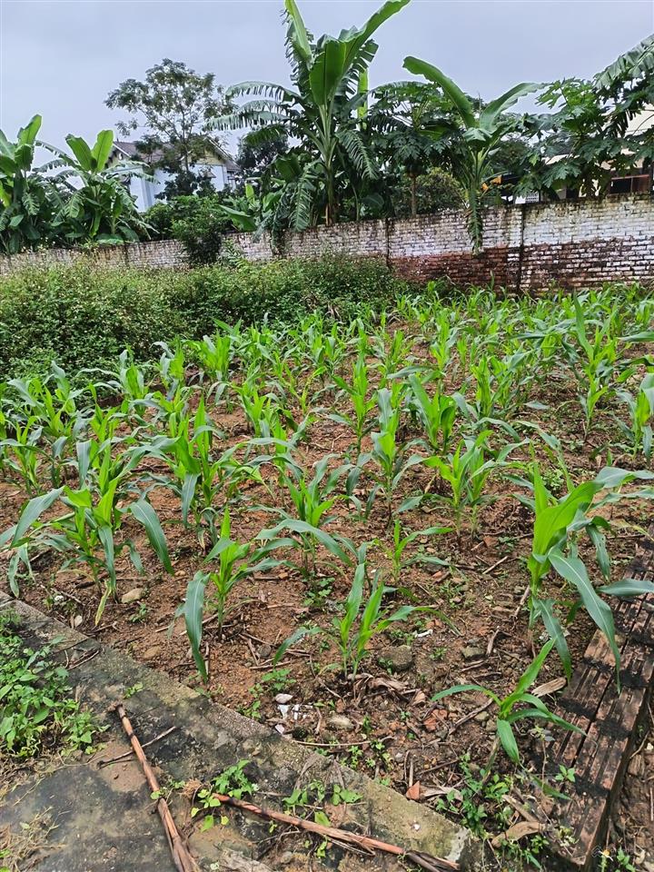 Hàng hiếm chỉ còn 1 lô giá 1,9 tỷ, 60m2 tại khu công nghệ cao hòa lạc.  0962 783 ***