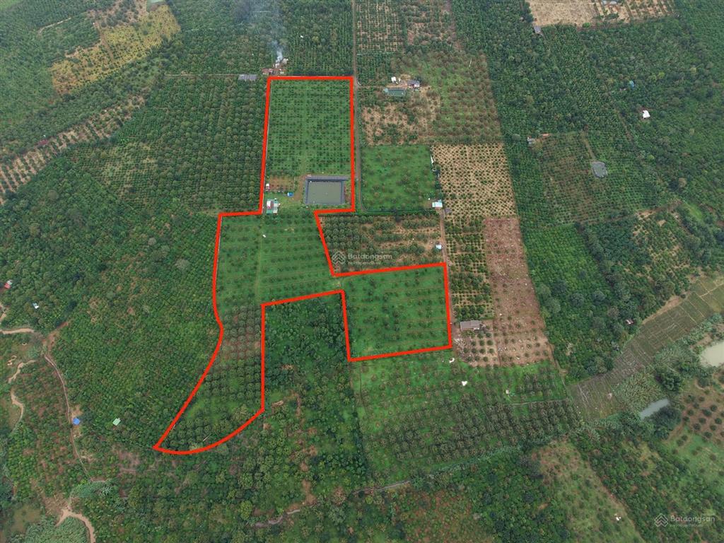 Bán lô đất rẫy đẹp 2.7ha vườn sầu riêng xen cà phê tơ ea nho, krông búk