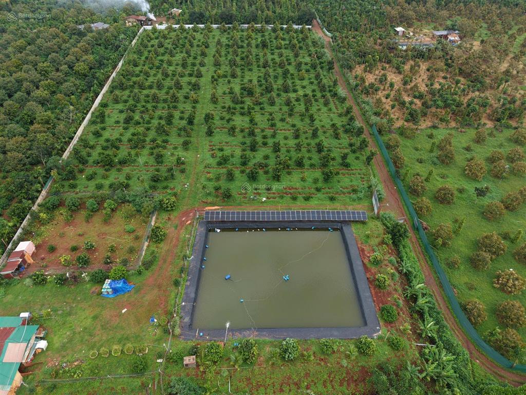 Bán lô đất rẫy đẹp 2.7ha vườn sầu riêng xen cà phê tơ ea nho, krông búk