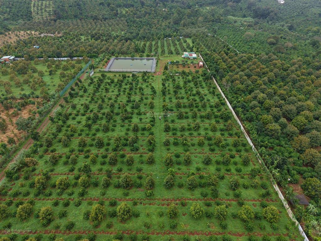 Bán lô đất rẫy đẹp 2.7ha vườn sầu riêng xen cà phê tơ ea nho, krông búk