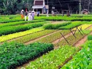 Bán lô đất view lúa hiếm có khu trà quế, hội an