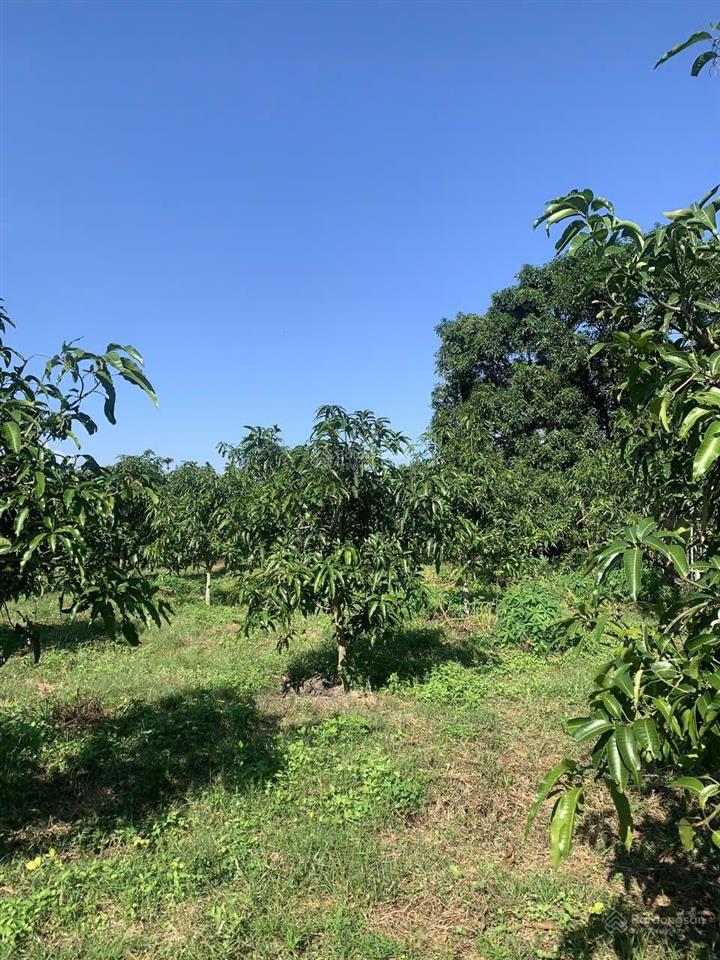 Bán đất đường bầu xanh phước tuy 1 ,diên phước dt 1575m2 giá 5t/m2