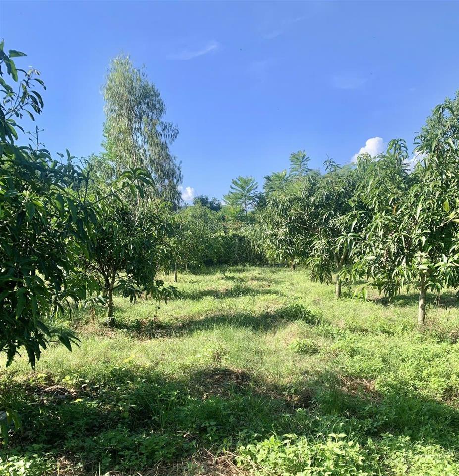 Bán đất đường bầu xanh phước tuy 1 ,diên phước dt 1575m2 giá 5t/m2