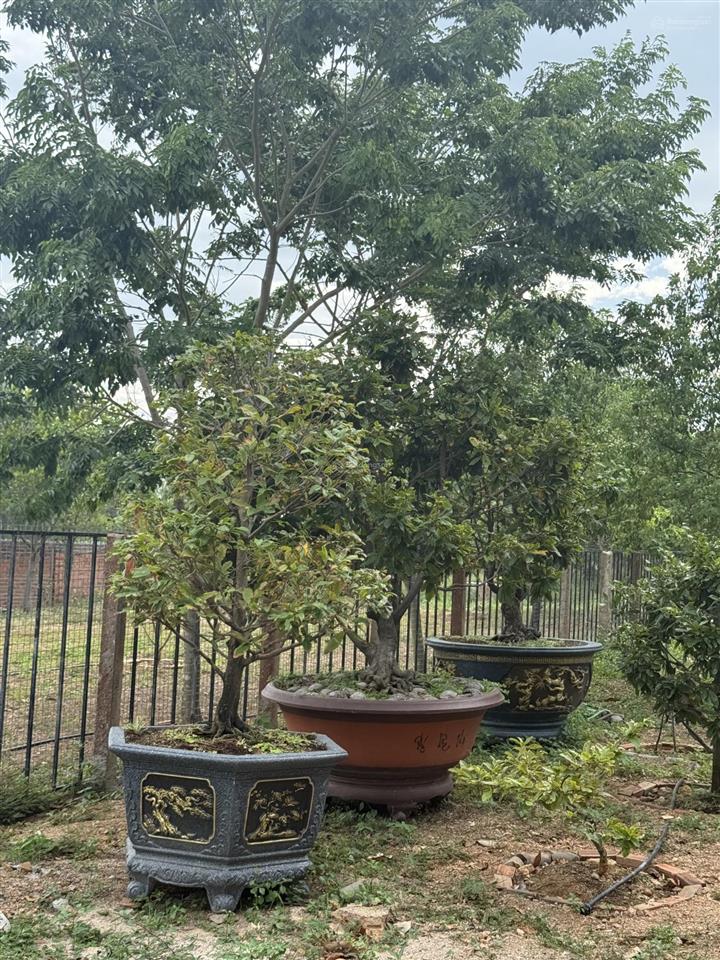 Bán 3.208m2 đất tmdv gần đường 16/7 phường ninh hiệp, ninh hoà, khánh hoà