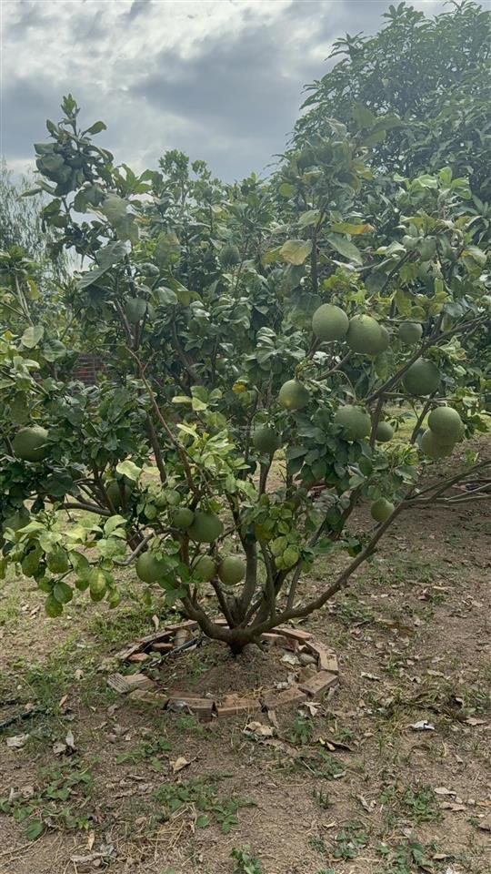 Bán 3.208m2 đất tmdv gần đường 16/7 phường ninh hiệp, ninh hoà, khánh hoà