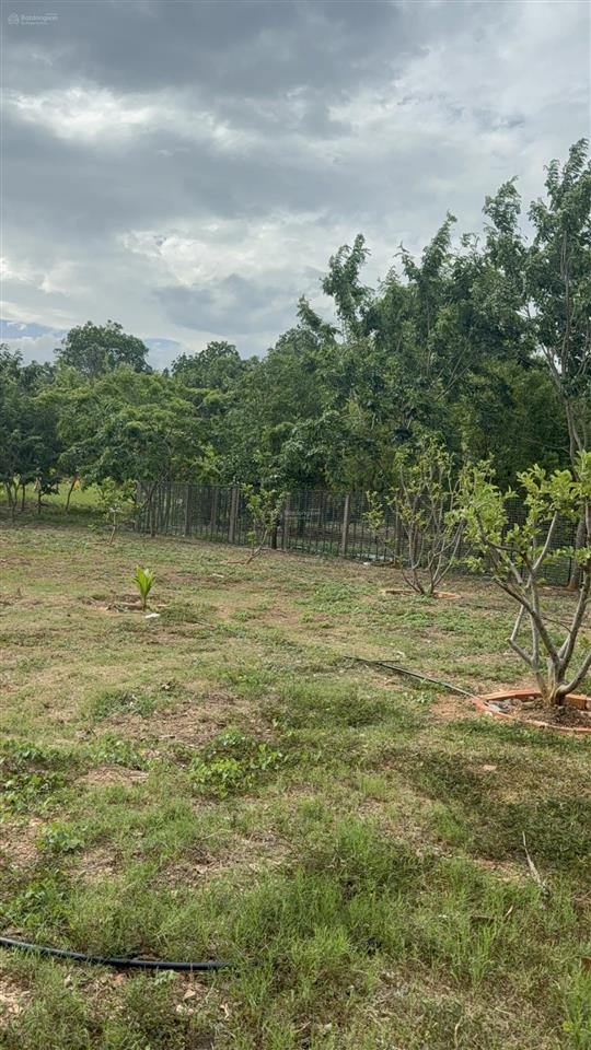 Bán 3.208m2 đất tmdv gần đường 16/7 phường ninh hiệp, ninh hoà, khánh hoà