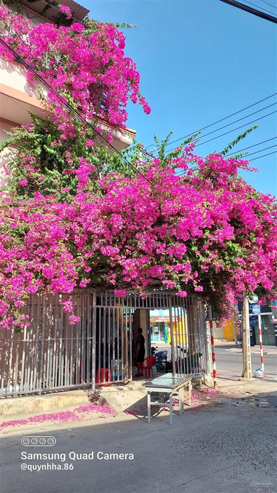 Bán nhà cấp 4, tiếp giáp 3 mặt tiền đường nguyễn khắc viện, bắc nha trang. dt 95m2 cách biển 400m