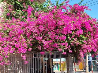 Cực hiếm nhà 3 mặt tiền đường nguyễn khắc viện, vĩnh hòa, nha trang. dt 95m2 đang cho thuê 11 tr