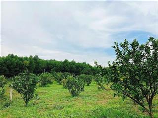 Bán 6.500m² đất tại khánh đông, khánh vĩnh, ngay khu dân cư, lập vườn, nghỉ dưỡng, giá siêu rẻ 2tỷ3