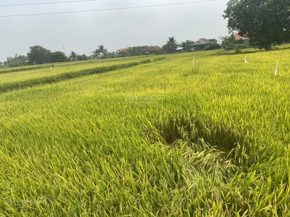 Kẹt tiền bán nhà vườn mái thái 687m2 gần khu công nghiệp ninh xuân