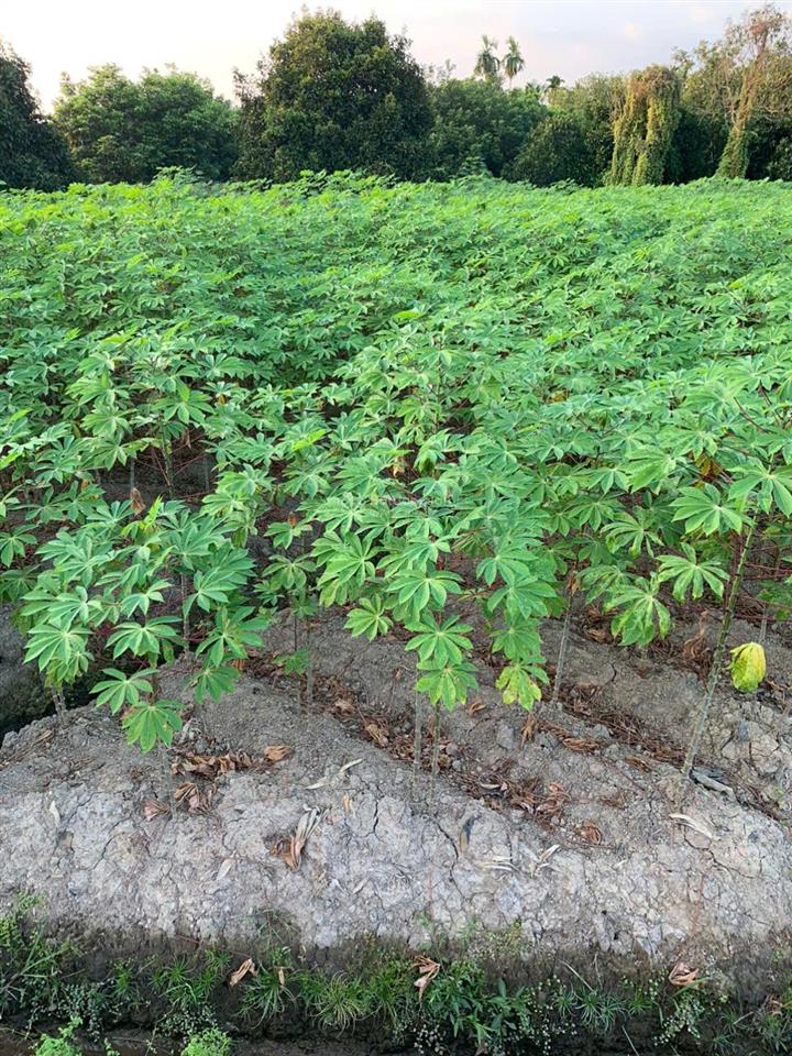 Chính chủ bán lô đất tại tân an thủ dầu một dt 635m2 có 100m2 thổ cư giá rẻ 4 triệu/m2 (có tl)