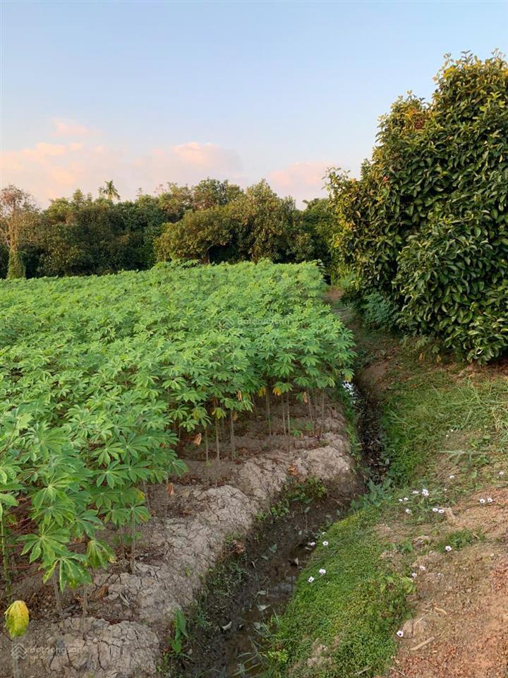 Chính chủ bán lô đất tại tân an thủ dầu một dt 635m2 có 100m2 thổ cư giá rẻ 4 triệu/m2 (có tl)