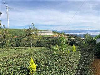 Cho thuê đất nông nghiệp  5 sào đất (5000m2)