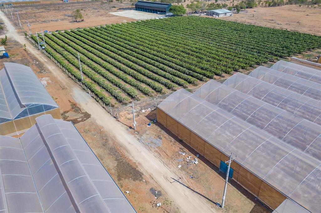 Kẹt tiền bán gấp trong 2 tuần giảm mạnh từ 20,5 tỷ xuống 14,5 tỷ. đất bàu trắng, phan thiết.