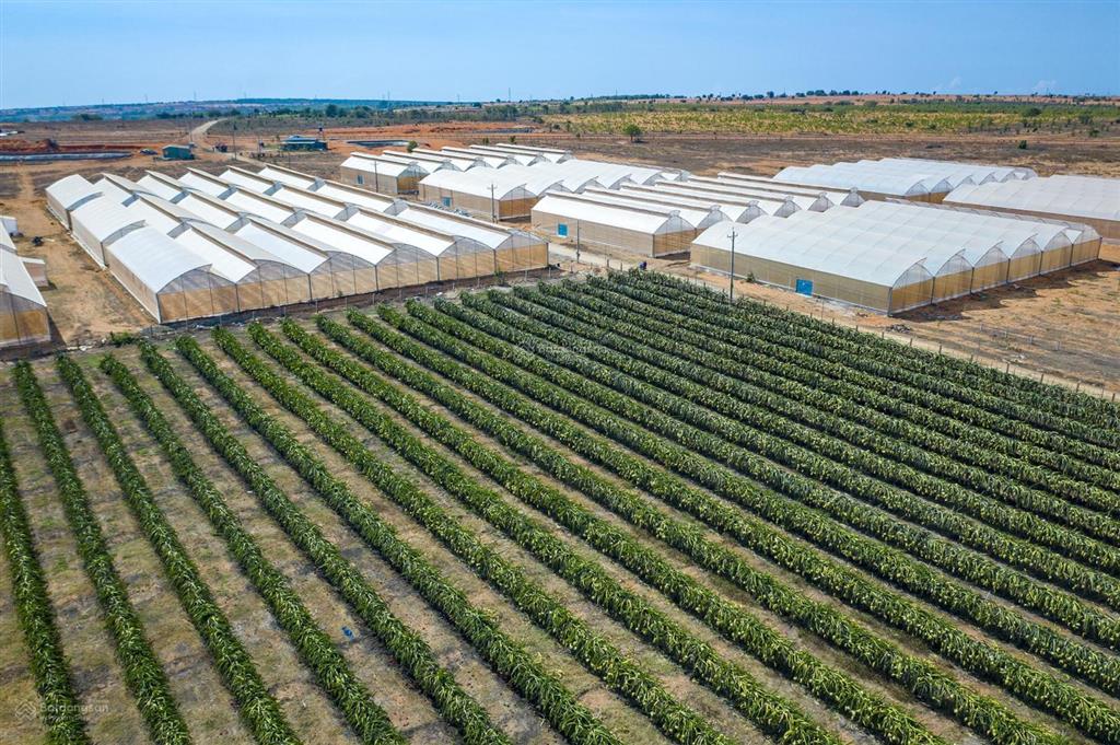 Kẹt tiền bán gấp trong 2 tuần giảm mạnh từ 20,5 tỷ xuống 14,5 tỷ. đất bàu trắng, phan thiết.