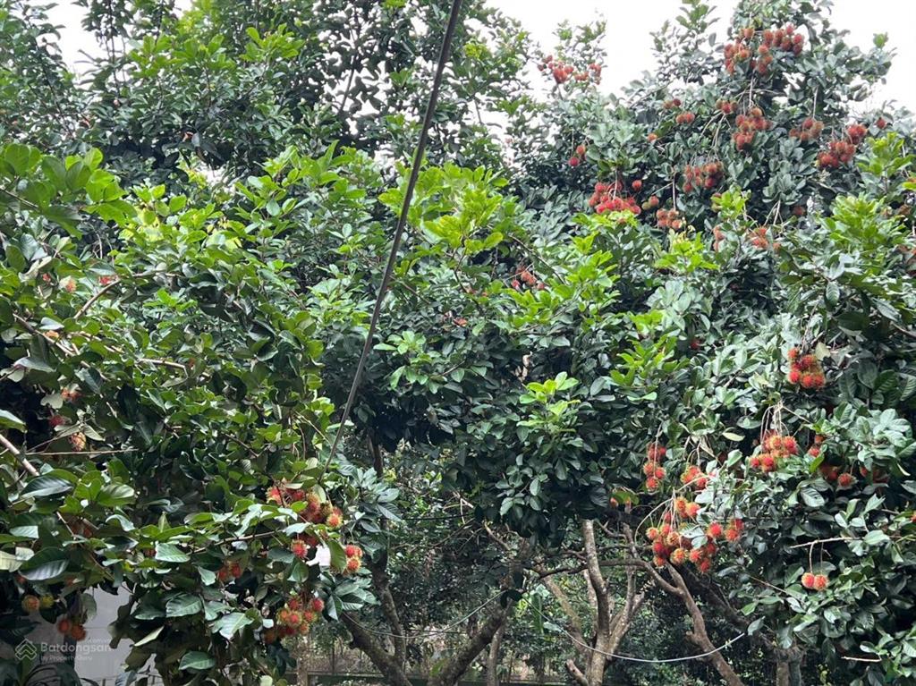 Bán vườn trái cây, trang trại nghỉ dưỡng