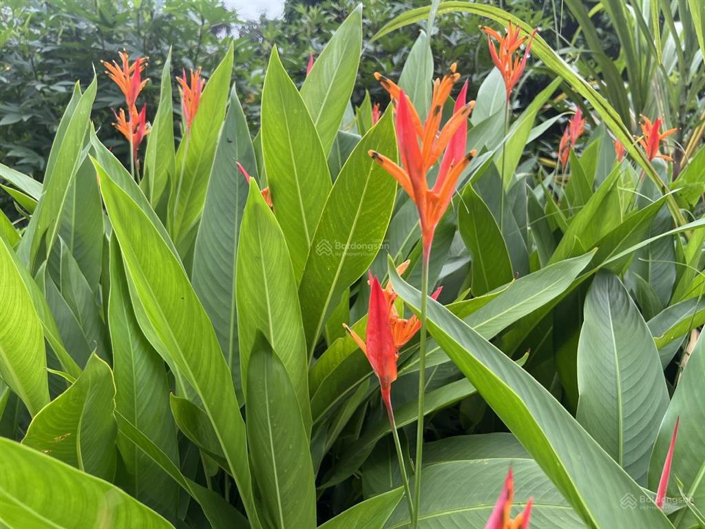 Bán vườn trái cây, trang trại nghỉ dưỡng