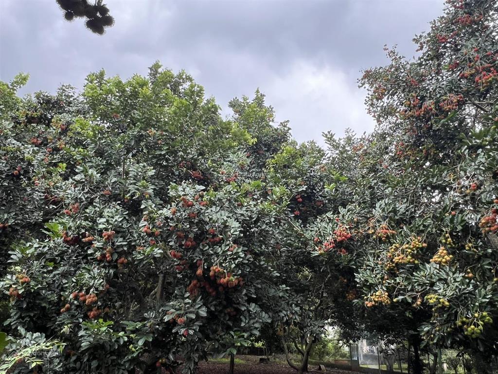 Bán vườn trái cây, trang trại nghỉ dưỡng