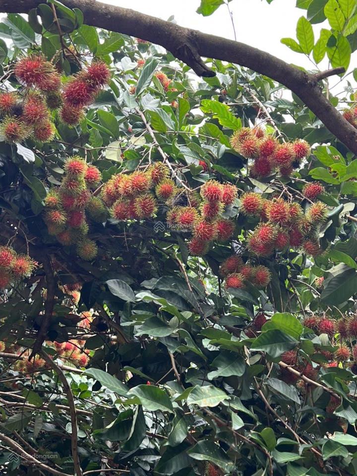 Bán vườn trái cây, trang trại nghỉ dưỡng