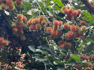 Bán vườn trái cây, trang trại nghỉ dưỡng