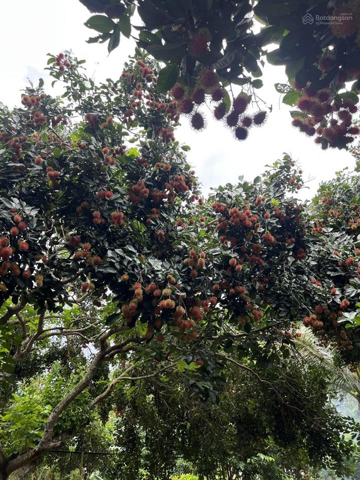 Bán vườn trái cây, trang trại nghỉ dưỡng