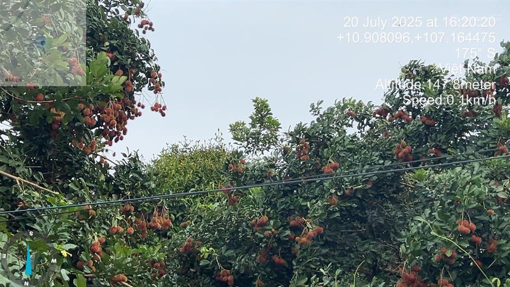 Bán vườn trái cây, trang trại nghỉ dưỡng