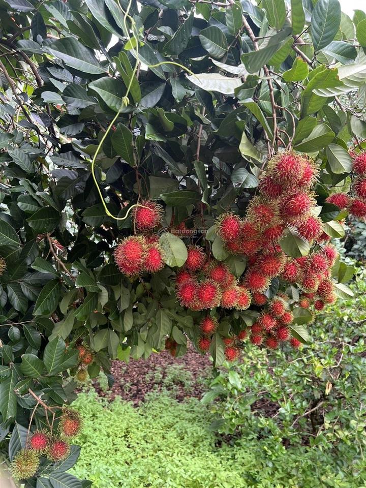 Bán vườn trái cây, trang trại nghỉ dưỡng