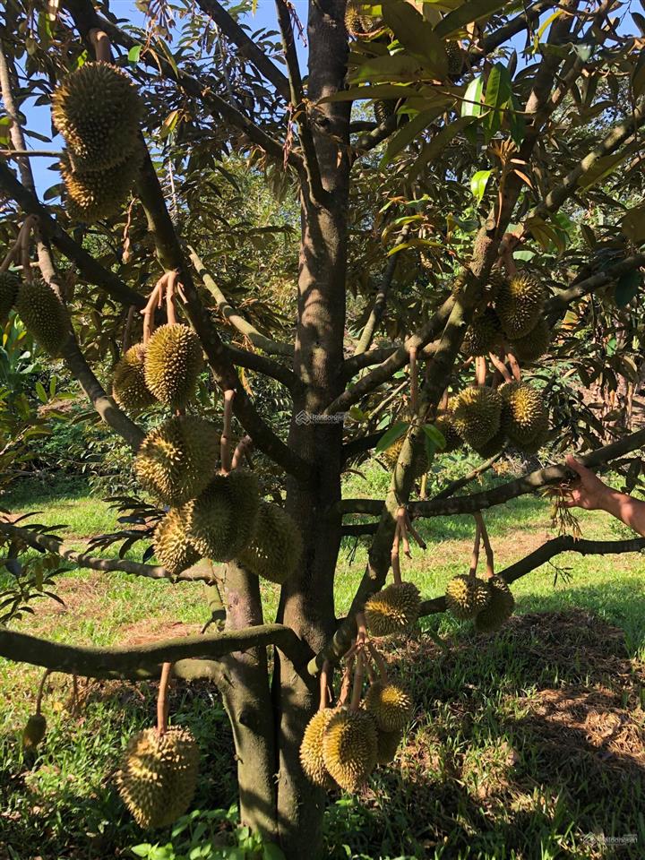 2400m2 (100m2 tc) vườn trái cây cách quốc lộ 1km chỉ 1,7 tỷ