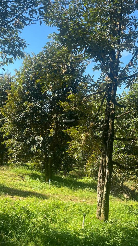 2400m2 (100m2 tc) vườn trái cây cách quốc lộ 1km chỉ 1,7 tỷ