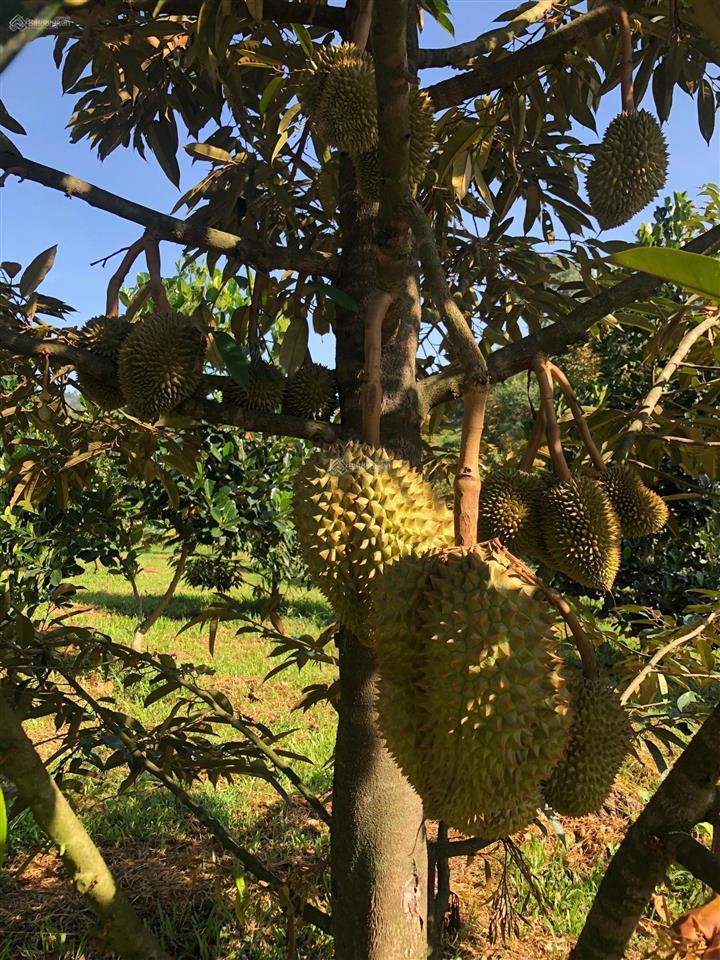 2400m2 (100m2 tc) vườn trái cây cách quốc lộ 1km chỉ 1,7 tỷ