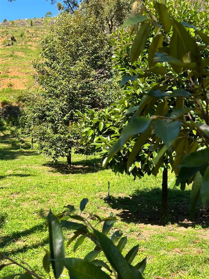 1,25tỷ có 1,3 sào vườn, có hơn 30m suối đá thị trấn đạ mri