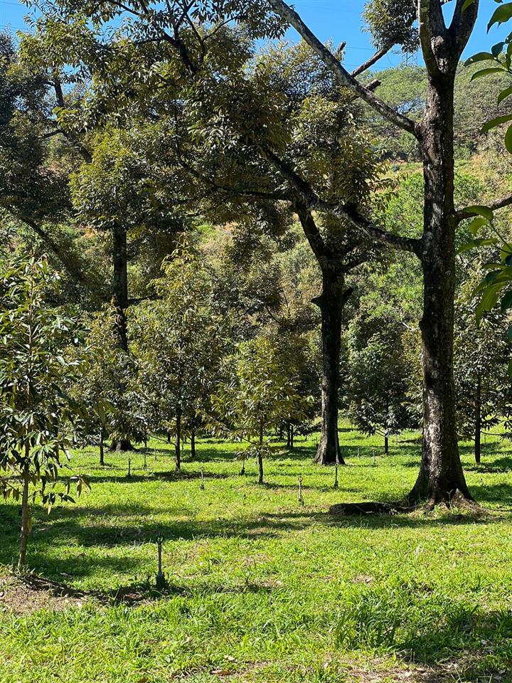 1,25tỷ có 1,3 sào vườn, có hơn 30m suối đá thị trấn đạ mri